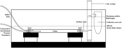 Relationships Between Distention-, Butyrate- and Pellet-Induced Stimulation of Peristalsis in the Mouse Colon